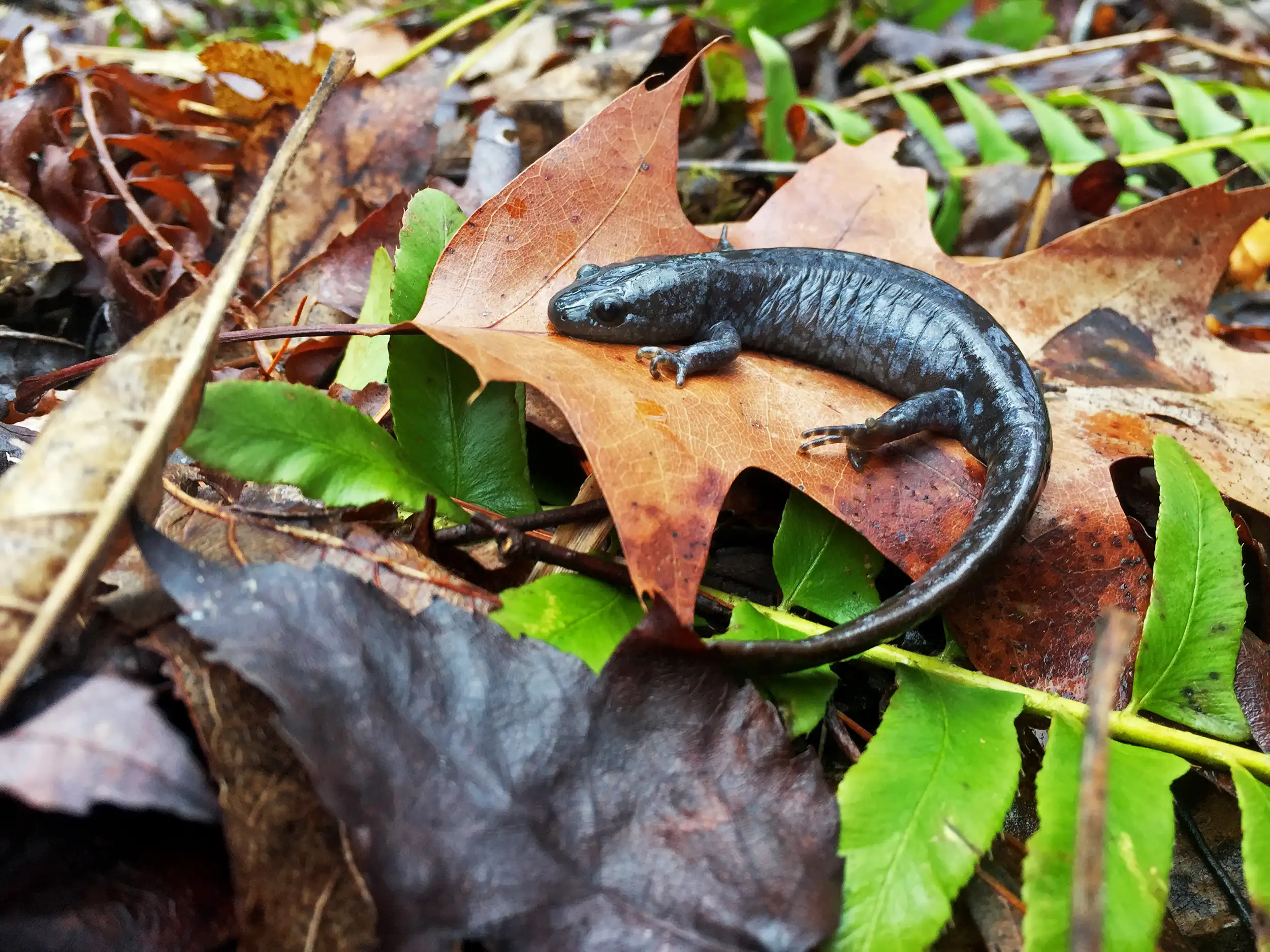 APT-engineering-and-environmental-Blue-Spotted-Salamander_Ambystoma-laterale
